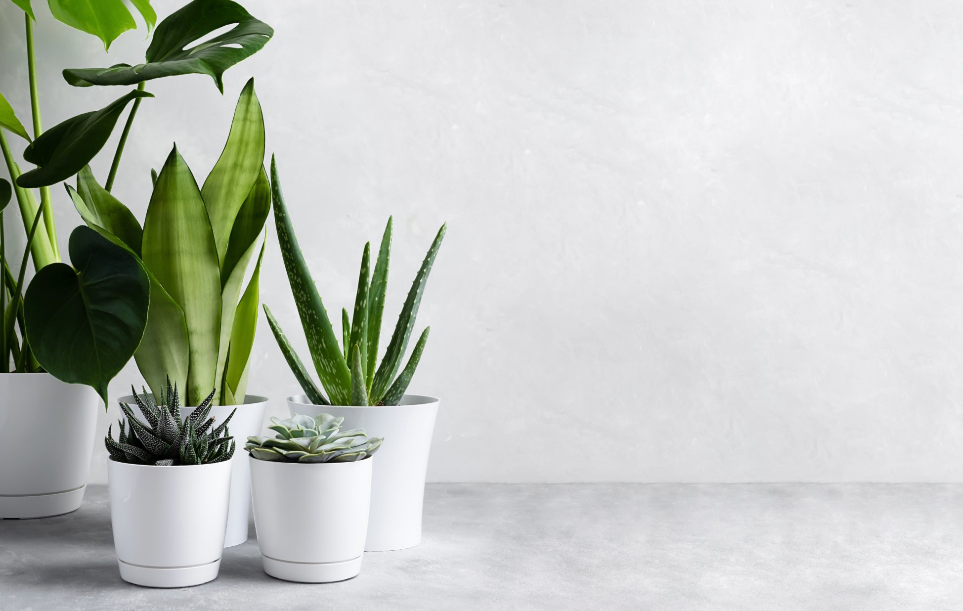 Plant Experts | Glass Earth Plant Store